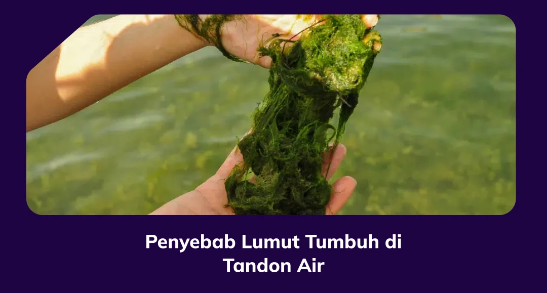 Penyebab Lumut  Tumbuh Di Tandon Air